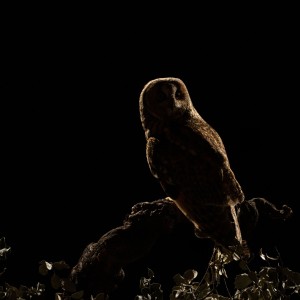 4 Hide de Namen abril 2026-15042026-9P3A6968